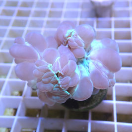 Nemenzophyllia turbida