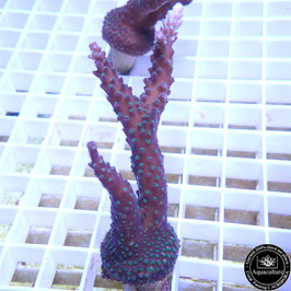 Acropora "Blueberry Mint" (Réf. 4-06)
