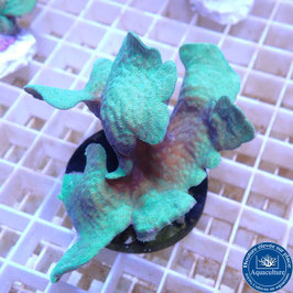 Pavona cactus vert (4)