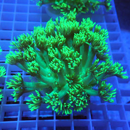 Goniopora Ultra (3)