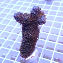 Acropora abrolhosensis bleu (Réf. 0-22)