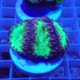 Blastomussa wellsi Ultra (2)