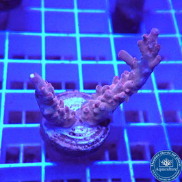 Acropora AS microclados Indo. (Réf. 0-26)