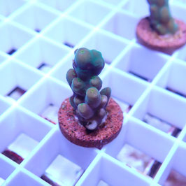 Acropora granulosa polypes verts (Réf. 0-45)