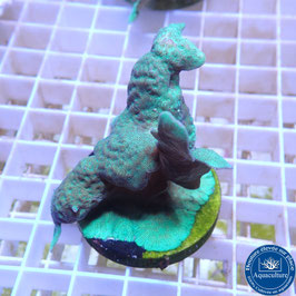 Pavona cactus vert (5)