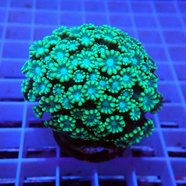 Alveopora bicolore (2)