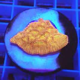 Leptoseris Jack O' Lantern