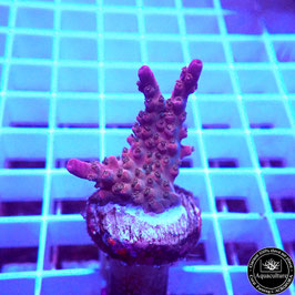 Acropora Pink divaricata (Réf. 0-09)