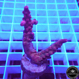 Acropora Crimson King (Réf. 0-01)