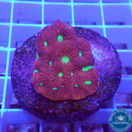 Favites pentagona AS War Coral rouge (3)