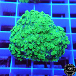 Astreopora Lime Time