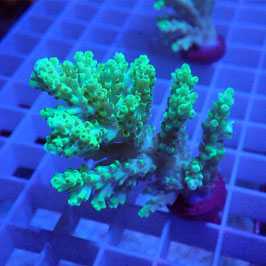 Acropora aculeus Australie (Réf. 1-32)