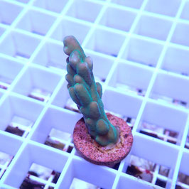 Acropora granulosa polypes verts (Réf. 0-43)