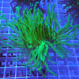 Euphyllia glabrescens Blueberry (Réf. EU-01)