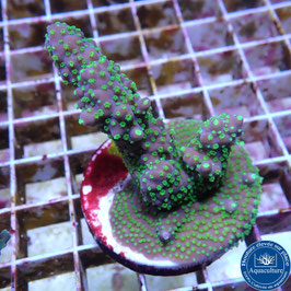 Acropora AS nana polypes fluos (Réf. 0-14)