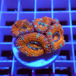 Acanthastrea lordhowensis (Réf. AL-21)