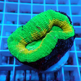 Lobophyllia Ultra (Réf. L-02)