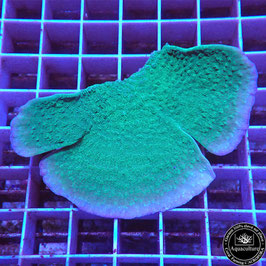 Montipora plateau vert bords mauves (2)