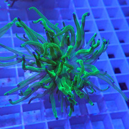 Euphyllia glabrescens Blueberry (Réf. EU-00)