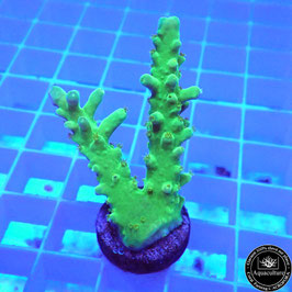 Acropora Toxic Green (Réf. 0-13)