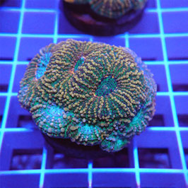Acanthastrea echinata tricolore (Réf. AE-05)
