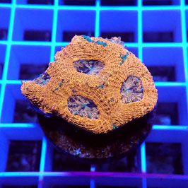 Acanthastrea echinata Ultra (Réf. AEU-22)