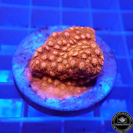 Cyphastrea Magma