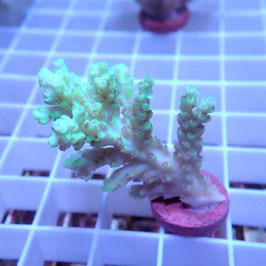 Acropora aculeus Australie (Réf. 1-39)