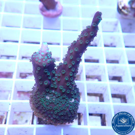 Acropora "Blueberry Mint" (Réf. 4-06)