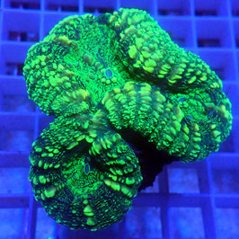 Lobophyllia vert fluo (L-04)