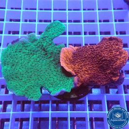 Montipora plateau Duo