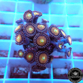 Zoanthus Mohawk (Réf. ZOA-29)