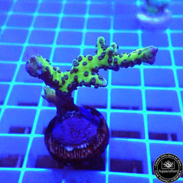 Anacropora Green Goblin