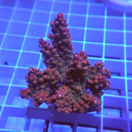 Acropora Red divaricata (Réf. 2-04)