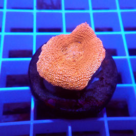 Acanthastrea bowerbanki (Réf. B-10)