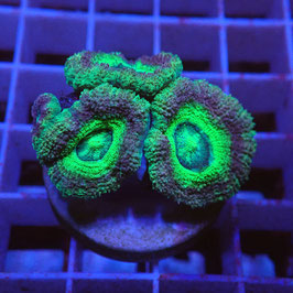 Micromussa bicolore (Réf. M-02)
