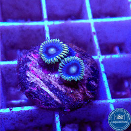 Zoanthus Blueberry Pie (5)