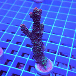 Acropora millepora Indo. (Réf. 2-21)