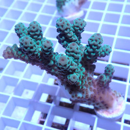 Acropora sarmentosa Australie (Réf. 2-31)