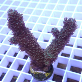Acropora abrolhosensis (Réf. 2-03)