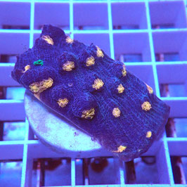 Mycedium robokaki Volcano Island (6)