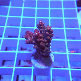 Acropora Red divaricata (Réf. 2-02)