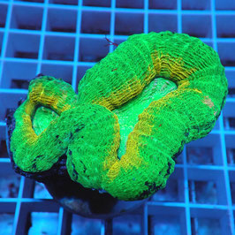 Lobophyllia Ultra (Réf. L-01)