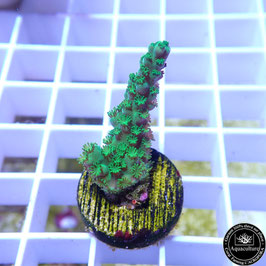 Acropora tumida (Réf. 1-18)
