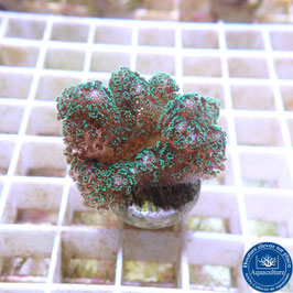 Pocillopora damicornis (2)