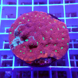 Favites pentagona AS War Coral bicolore (2)