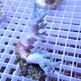 Sinularia reflets verts (3)
