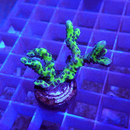 Anacropora Green Goblin (4)