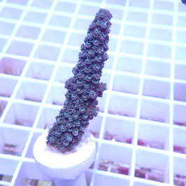 Acropora formosa bleu Indo. (Réf. 0-27)