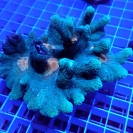 Pectinia bicolore Premium